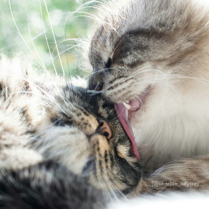 Lick - Milota, cat