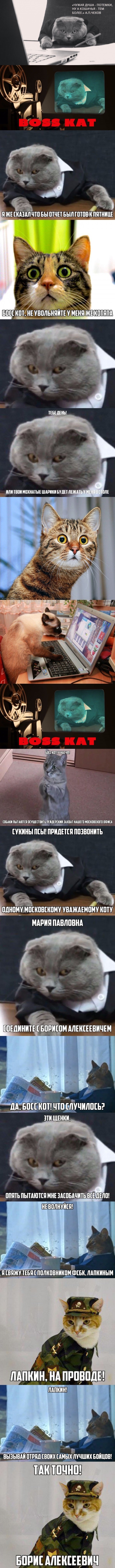 Crime Drama Boss Cat Part 1. Beginning - My, cat, Longpost, Crime, Drama, Humor