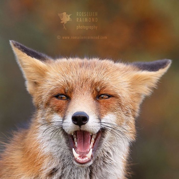 Happy Fox  ^_^ , , , 