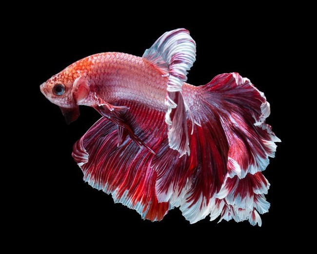 Children and their parents in a pet store. - Not mine, Pet Shop, Yamma, A fish, Aquarium, Longpost