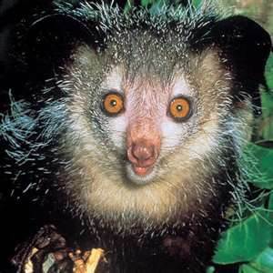 Ay-ay, he's aye-aye, he's Madagascar little arm - Animals, Natural history, Handcuff