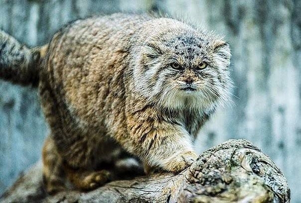 Who shouted in the summer that they were too hot? - The photo, Winter, Cold, Pallas' cat