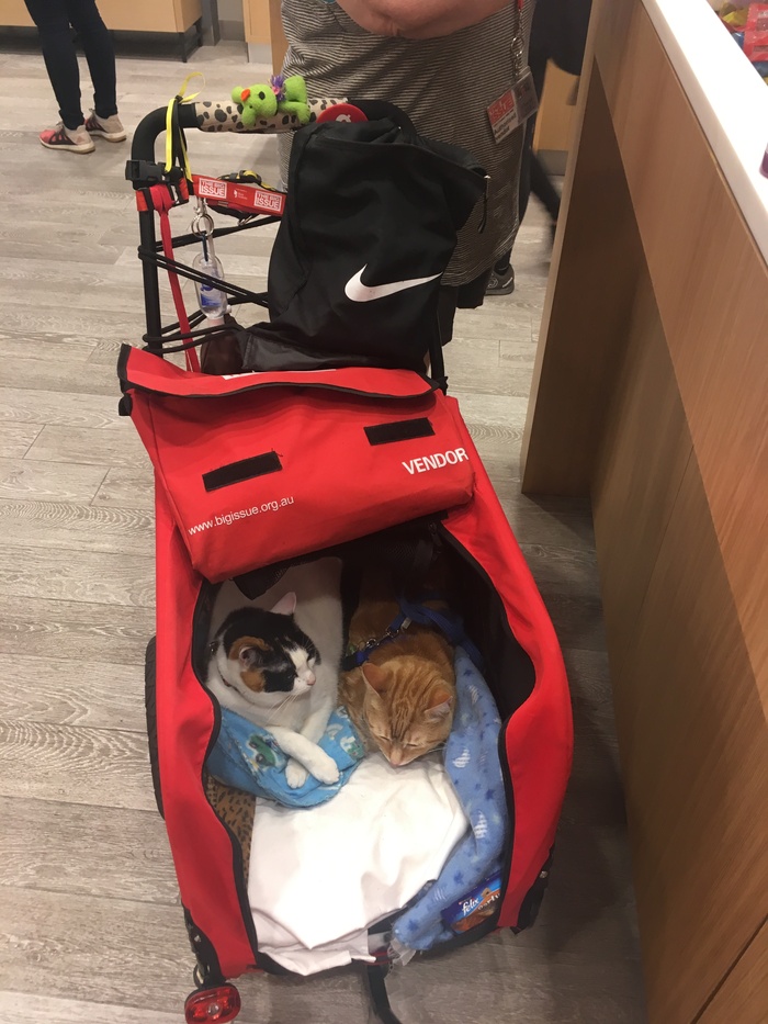 When life is good - My, cat, Stroller, Australia