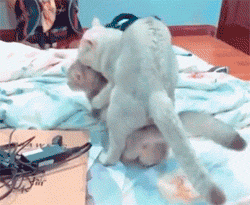 When I went to my parents' room at the wrong time - GIF, , cat