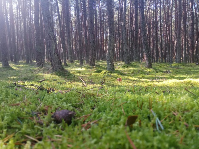 Morning, Dancing Forest, Curonian Spit - My, beauty, Forest, Morning