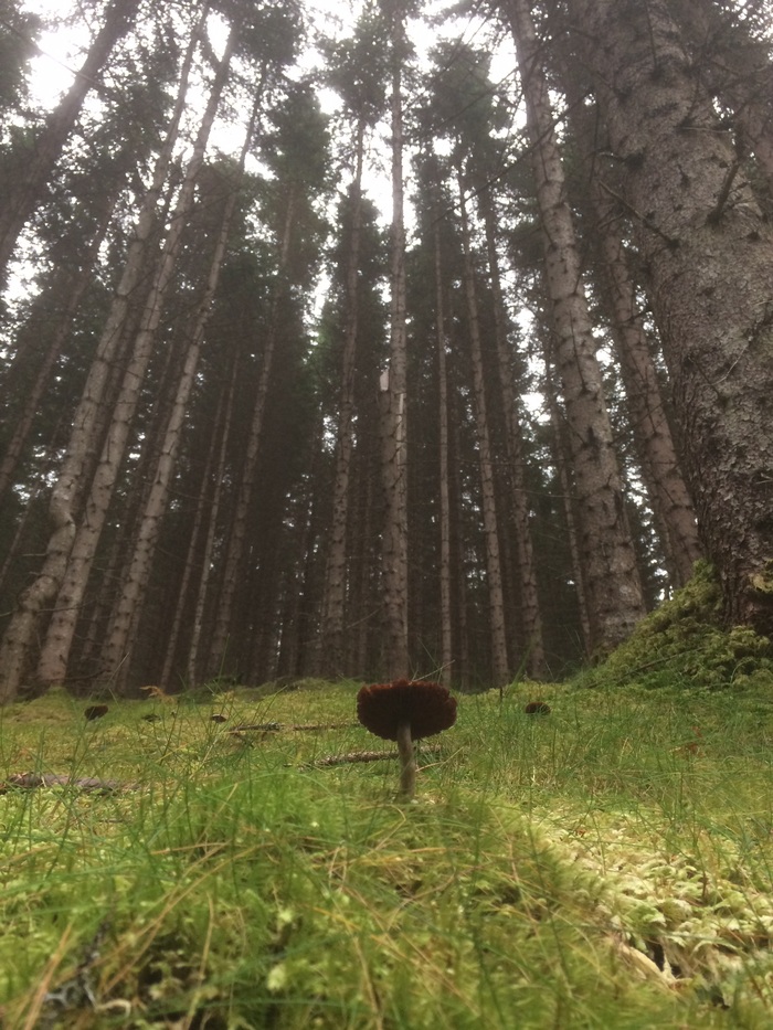 Норвежский лес