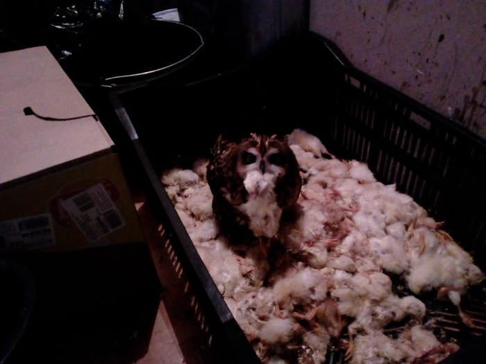 Дракон над златом