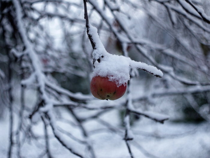 Apple did not expect such an alignment - My, Snow, Krasnodar, Apples, Autumn