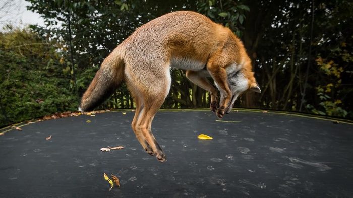 Fox on a trampoline - Fox, Trampoline, Animals, The photo