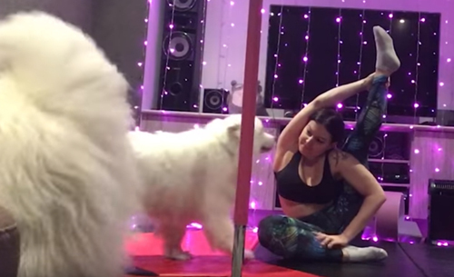 Kissing dogs interfere with owner during yoga class - Agronews, Yoga, Pet, Dog, Animals, Break, Friday, Video, Pets