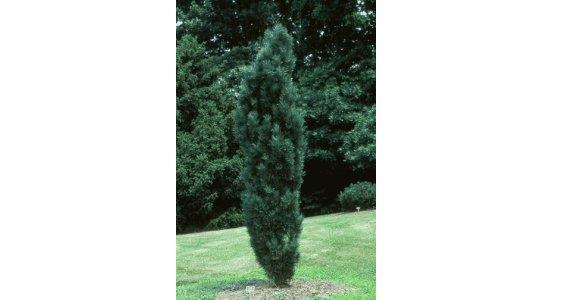 Seeds of varietal pines. - My, Pine, Cones, Garden Center, , Longpost