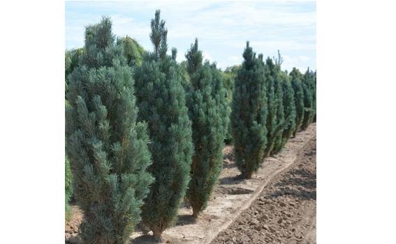 Seeds of varietal pines. - My, Pine, Cones, Garden Center, , Longpost