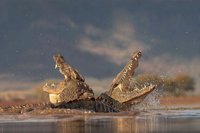 Лучшие друзья