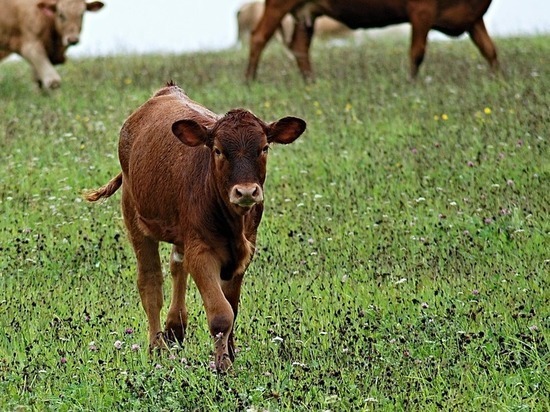 The farmer wanted to look after the calf and ended up being prosecuted. - Гаджеты, , Gps, Navigator, Term, Longpost