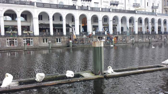 Scandalous laughing seagull. - My, Seagulls, Birds, Humor, Hamburg, Vacation, Joke, Video, Longpost