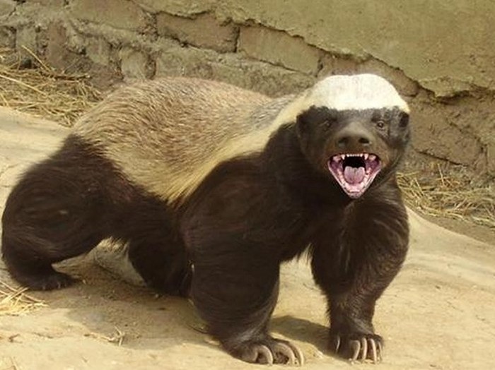 Russia behaves like an African honey badger. - Politics, Honey badger, , Article, Not mine, Western media, Longpost, Media and press