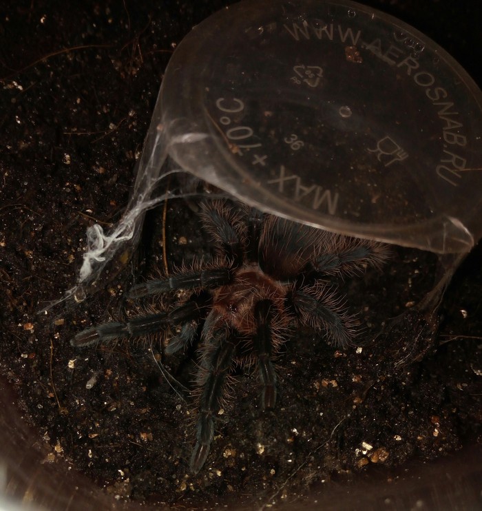 - Brachypelma albopilosum
