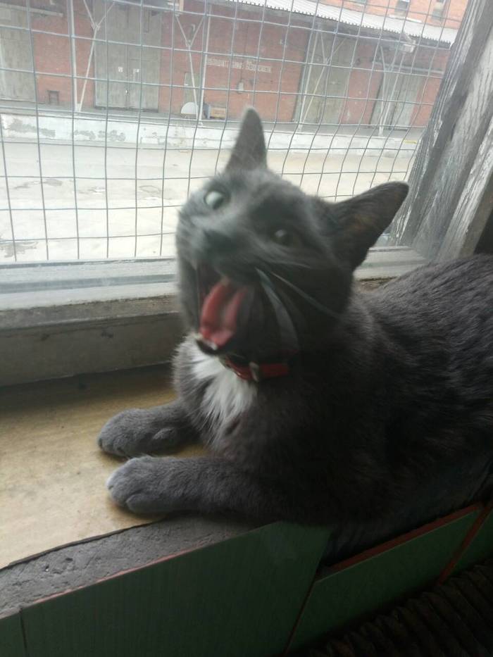 Photogenic - Catomafia, cat, My, Yawn