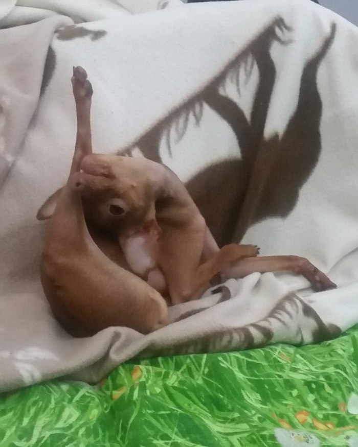 When you are a graceful doe, but people say that you are a dog :) - My, My, Dog, Russian Toy Terrier