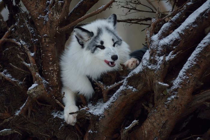 Have a great Saturday :) - Fyr, Saturday, Fox, marble fox, Animals, Domestic fox, Fox Rock