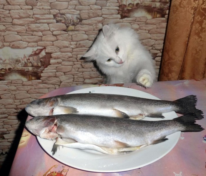 Well, I just have a piece... - A fish, cat, Hunger, Homemade, The photo, Table, Food