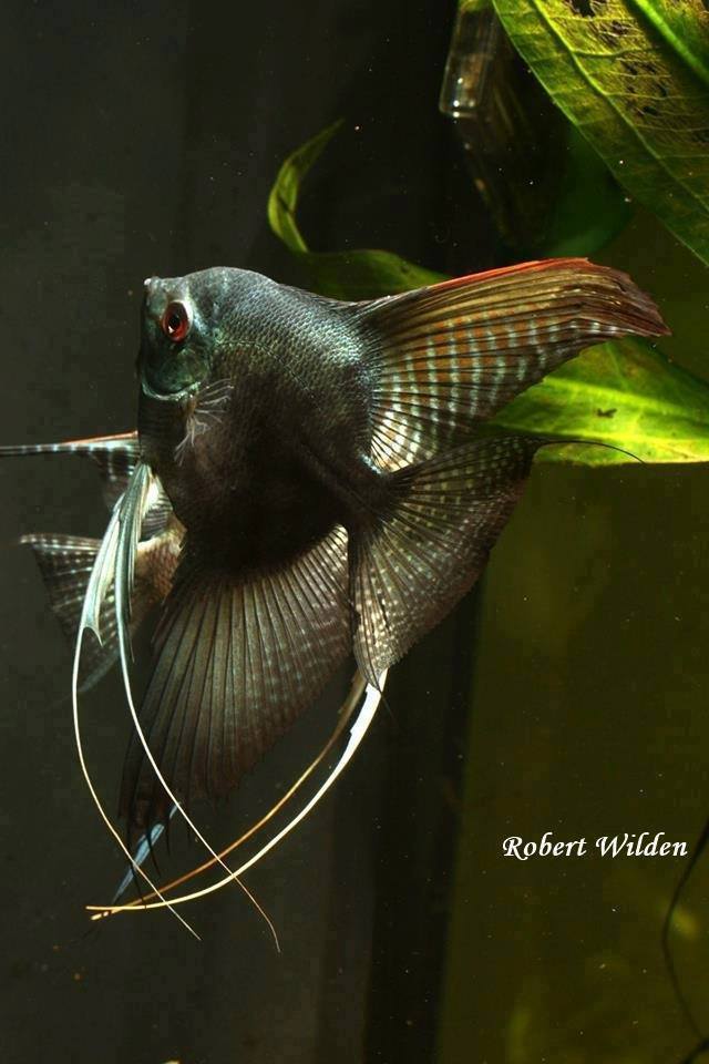 Incredibly beautiful scalar! - Angelfish, Aquarium fish