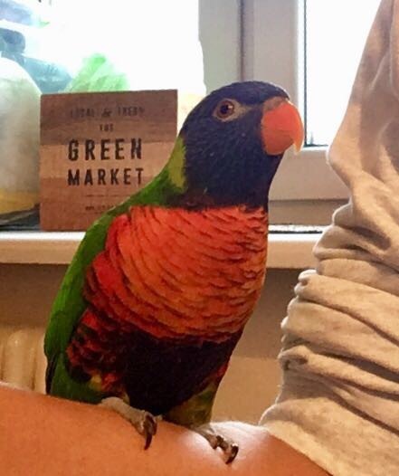 Curiosities of the genetic analysis of parrots - My, Loriket, A parrot, Birds, Longpost