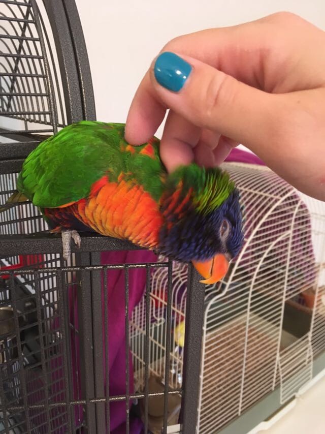 Curiosities of the genetic analysis of parrots - My, Loriket, A parrot, Birds, Longpost