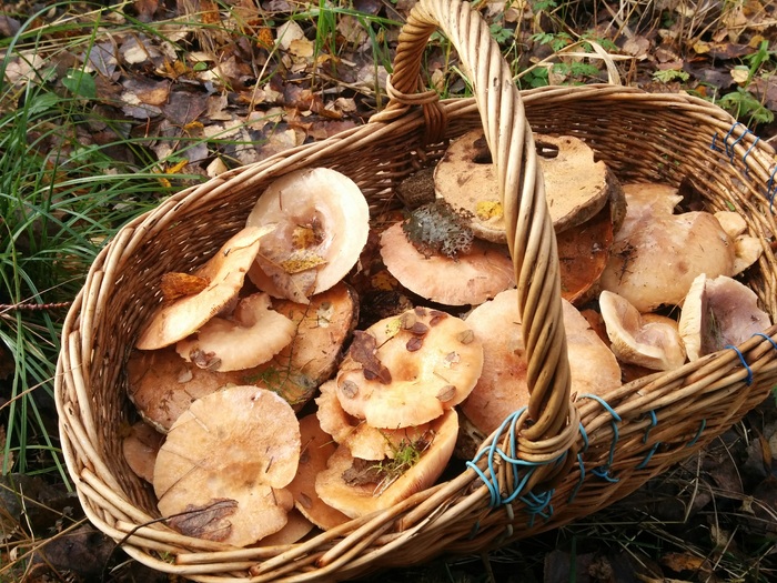 Picking mushrooms at -5°C - My, Mushrooms, Autumn