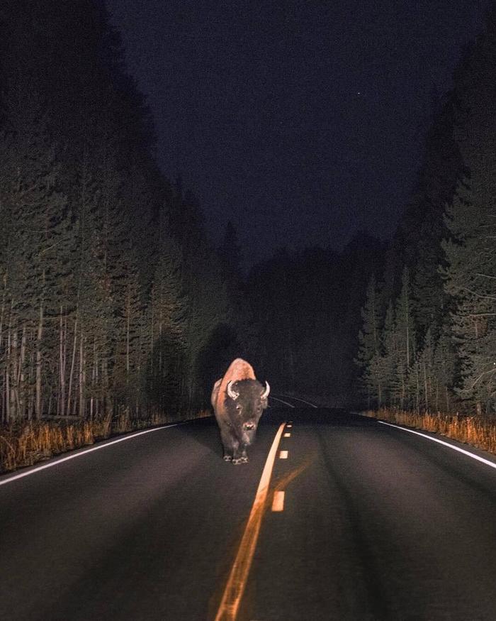 Ночная встреча в Национальном парке Йеллоустоун - Бизон, Встреча, Фотография