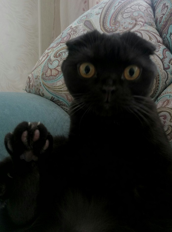 O! Hello! - My, cat, The photo, Images, Taken by surprise