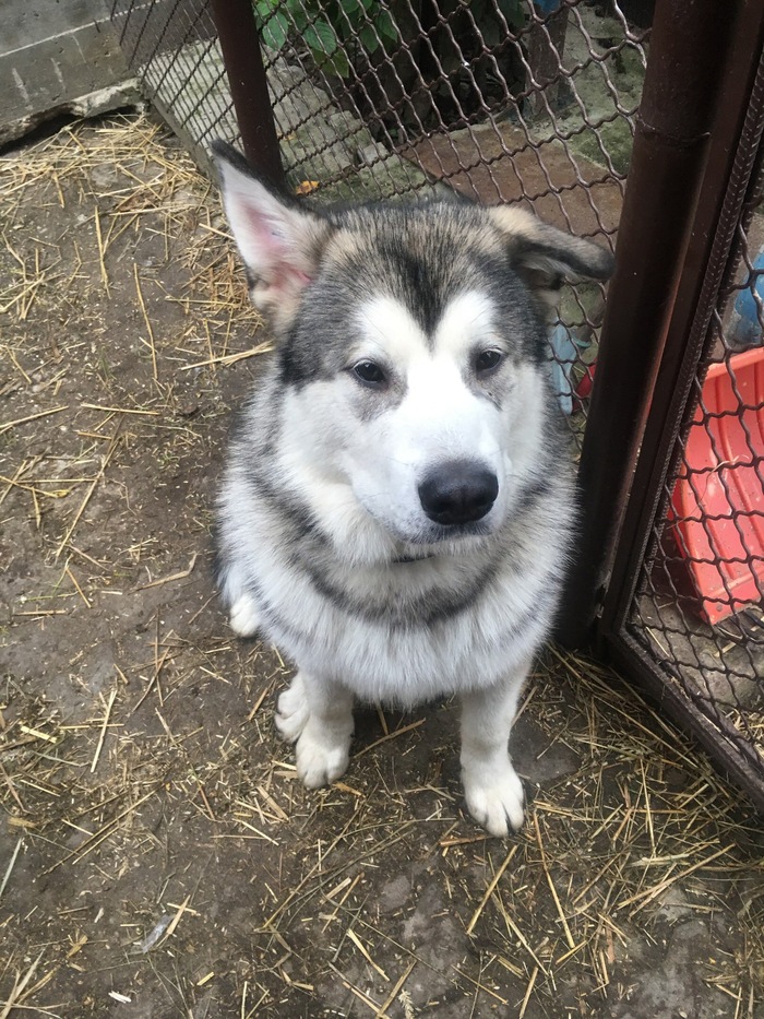 Please help Pikabu. Lost four-legged friend-puppy Malamute! [FOUND. Thanks to all] - Dog, , Lost, Longpost, Find it!, looking for friends, My, Help