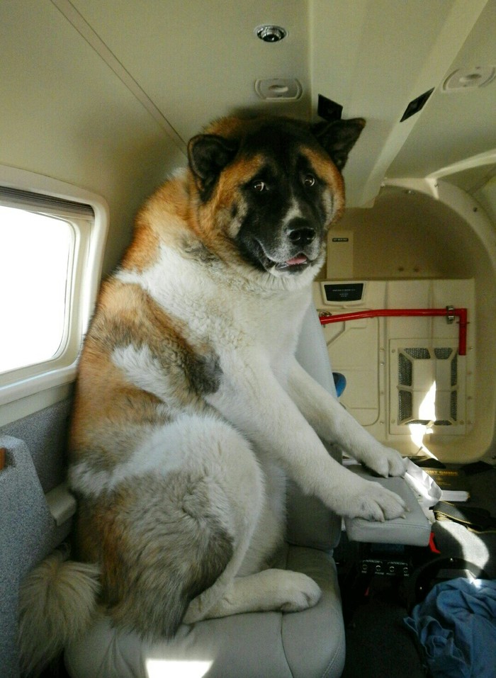 This is his first flight. - The photo, Dog, Flight, Fear, Reddit