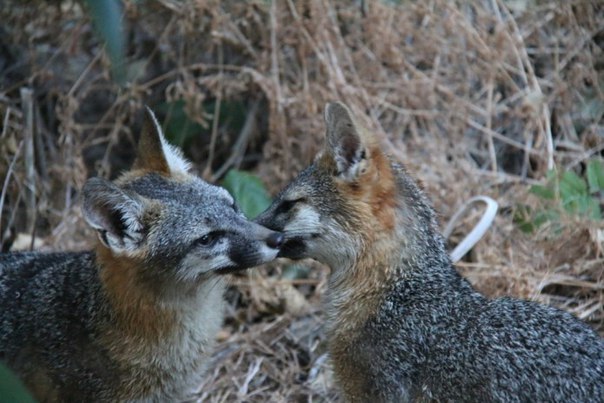 Delicate gray foxes ^_^ - Fox, Animals, The photo, Grey Fox