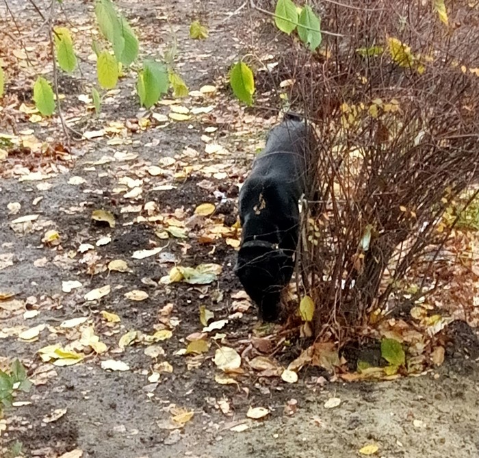 Please raise to the top. Found Rottweiler! Krasnodar, KMR. - My, A loss, Dog, Found a dog, Krasnodar, Rottweiler, Help, Longpost