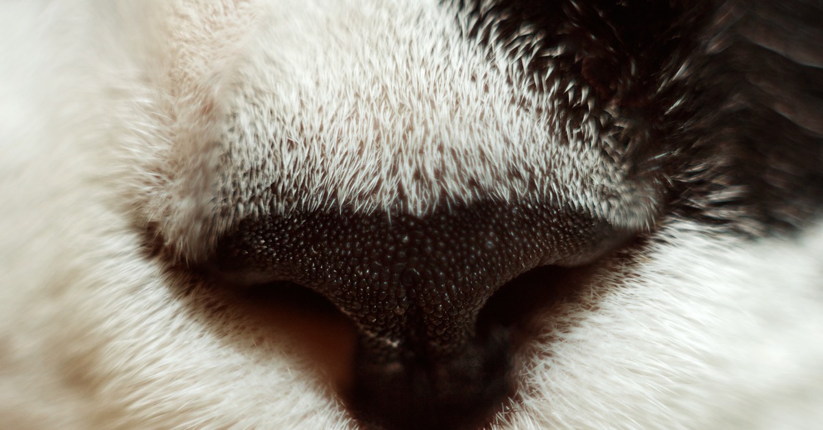 Мокрый нос у кота. Кошачий нос. Кошачий нос Сова. Маленькие Совы носик у котов.