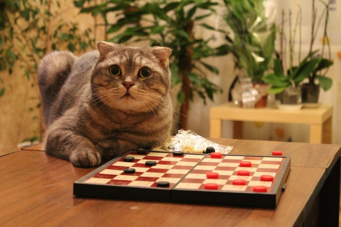 Parteyka? - Clever, cat, Games, Checkers, Homemade, The photo
