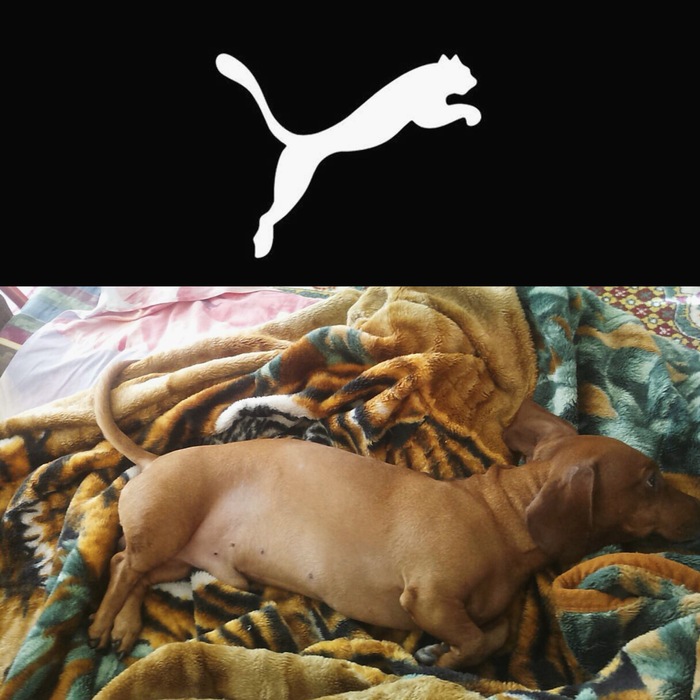    ,    Puma , , , , 