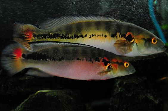 Krenitsichla - Cichlids, Aquarium fish