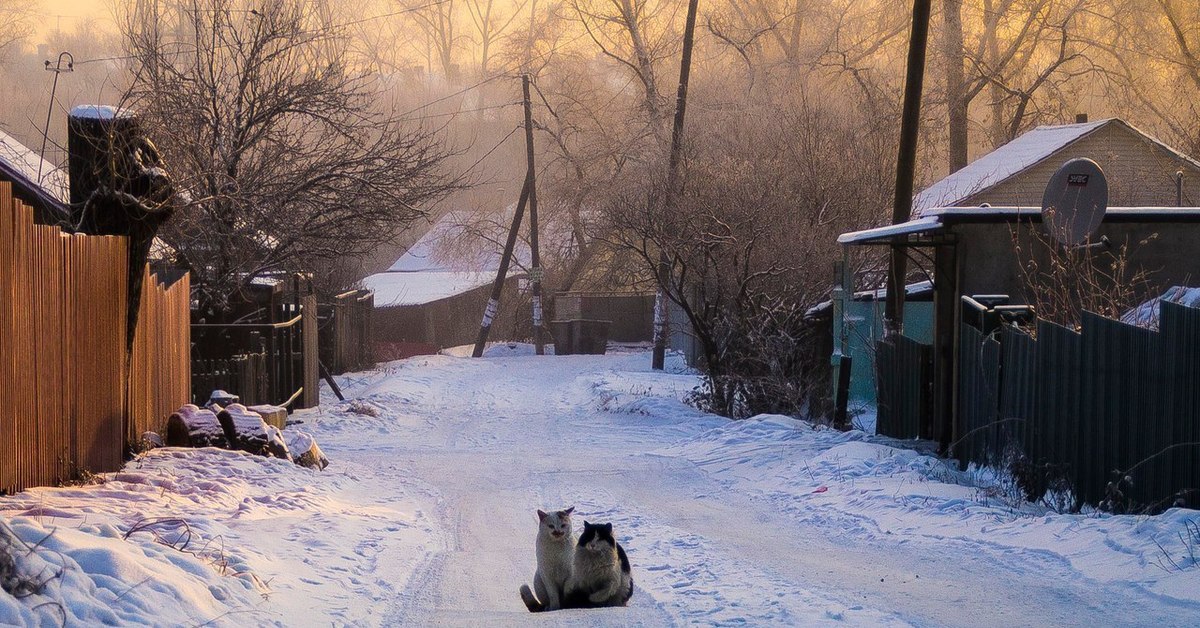 Кошка зимой на улице. Зимний двор в деревне. Заснеженные дворы в деревне. Кошка на улице зимой. Зима во дворе в деревне.