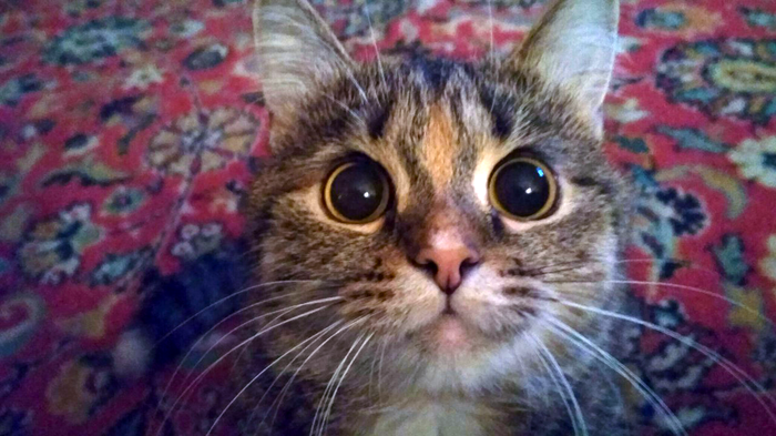     :3
