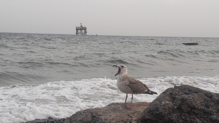 Seagull in shock - My, Seagulls, Crimea