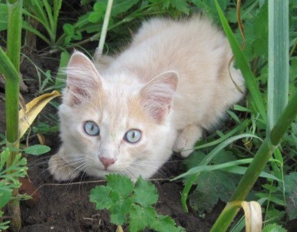 Ryzhiki - My, Redheads, cat, Rabbit, Guinea pig, Longpost