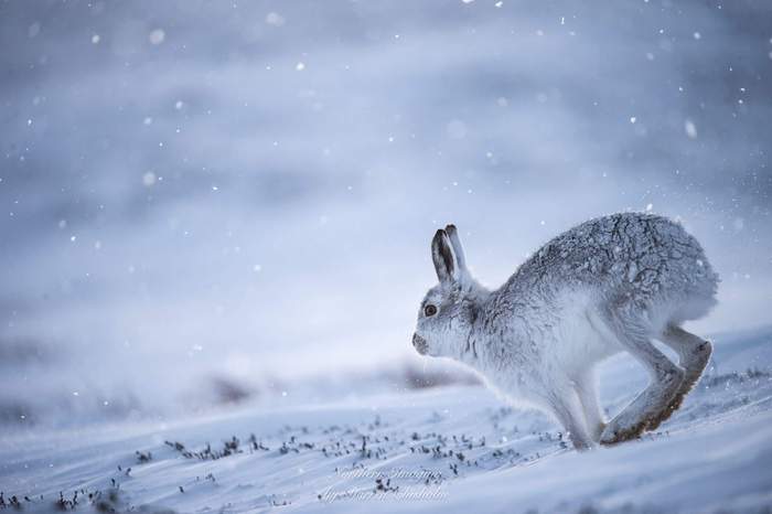 Winter's tale - Hare, Winter, Story, Animals, Milota, Fluffy, White, Longpost