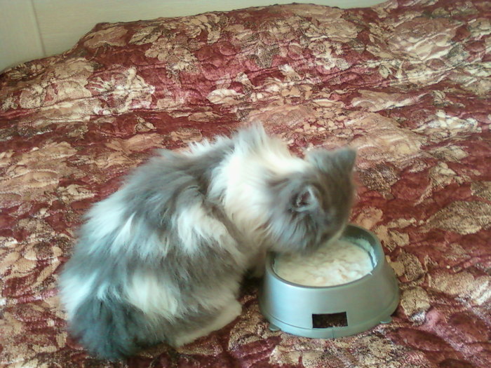 Зверь Севка. Детство. Отрочество. Юность. Кот, Севка, Себастьян Никодимович, Найденыш, Взят с улицы, Длиннопост