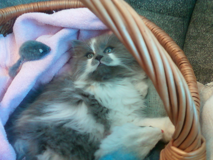 Зверь Севка. Детство. Отрочество. Юность. Кот, Севка, Себастьян Никодимович, Найденыш, Взят с улицы, Длиннопост