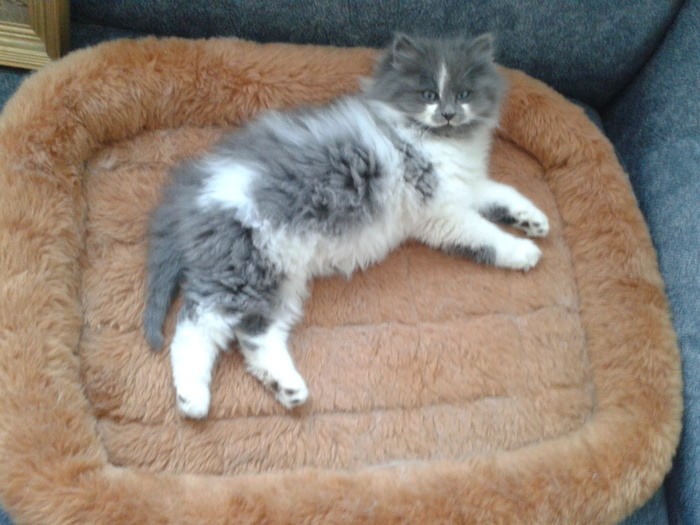 Зверь Севка. Детство. Отрочество. Юность. Кот, Севка, Себастьян Никодимович, Найденыш, Взят с улицы, Длиннопост