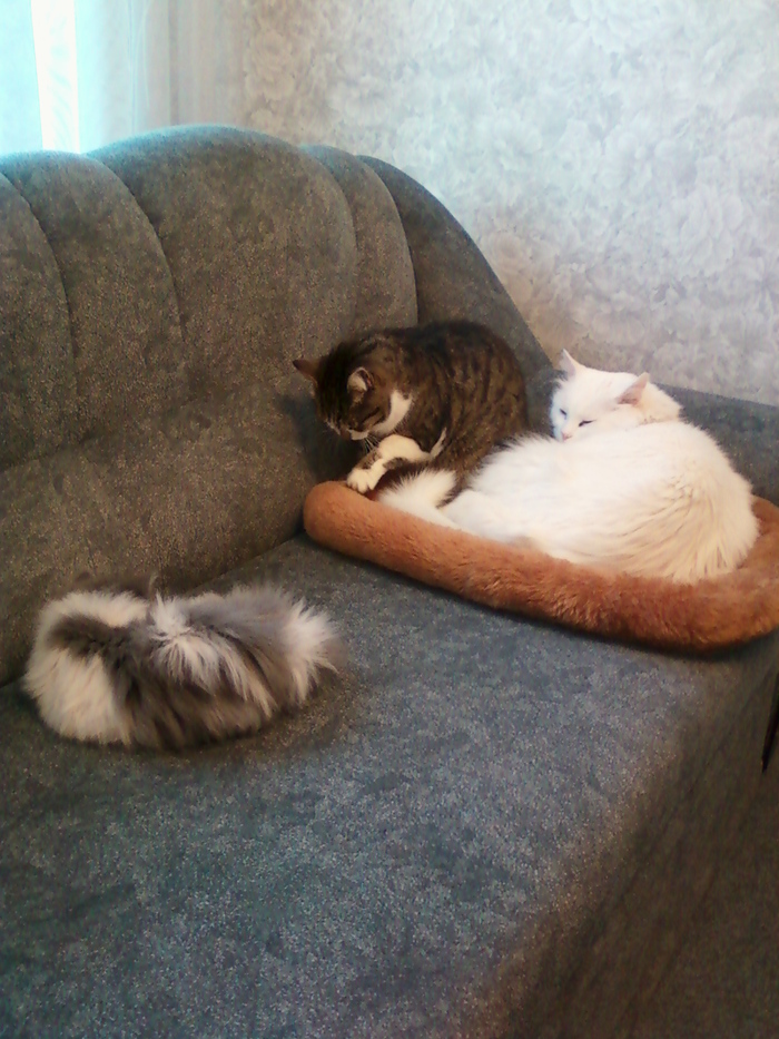 Зверь Севка. Детство. Отрочество. Юность. Кот, Севка, Себастьян Никодимович, Найденыш, Взят с улицы, Длиннопост