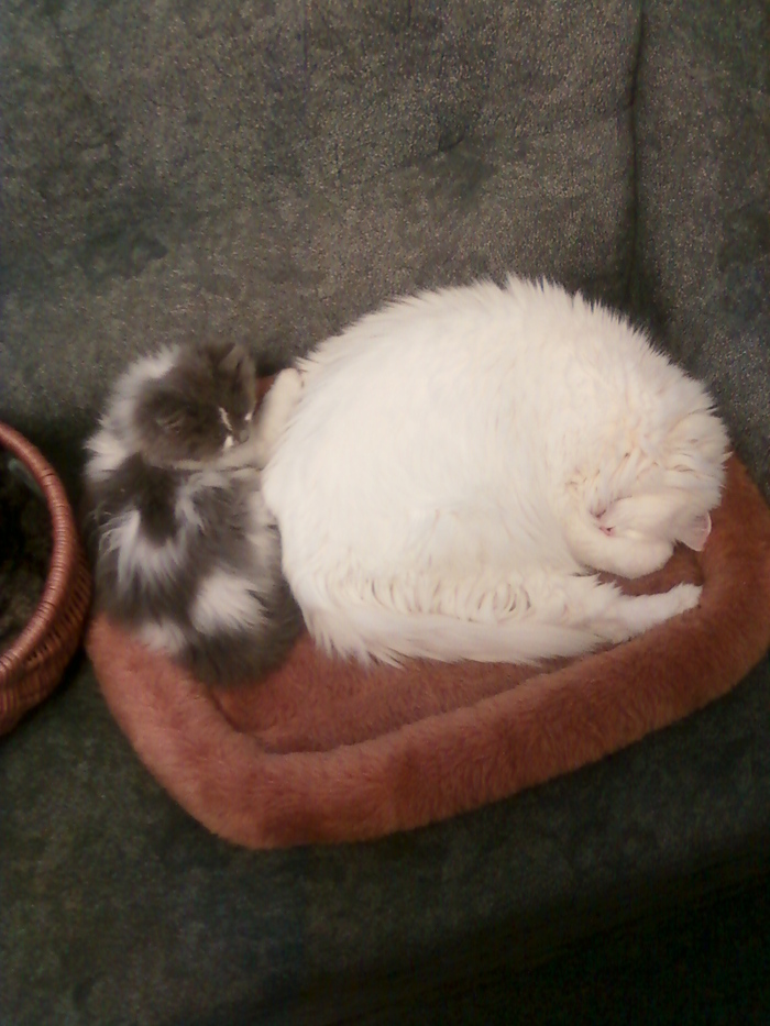 Зверь Севка. Детство. Отрочество. Юность. Кот, Севка, Себастьян Никодимович, Найденыш, Взят с улицы, Длиннопост