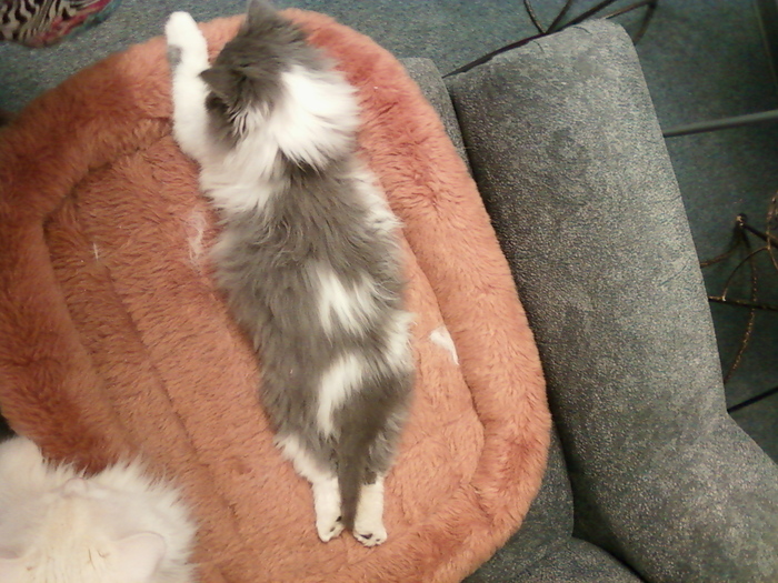 Зверь Севка. Детство. Отрочество. Юность. Кот, Севка, Себастьян Никодимович, Найденыш, Взят с улицы, Длиннопост